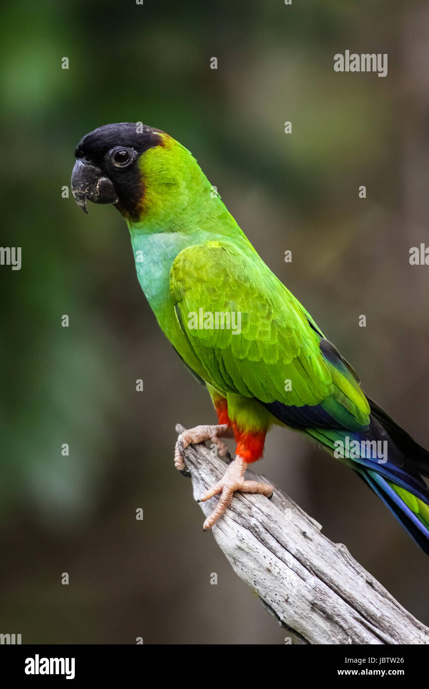Close up of a Black hooded parakeet, Pantanal Brazil Stock Photo