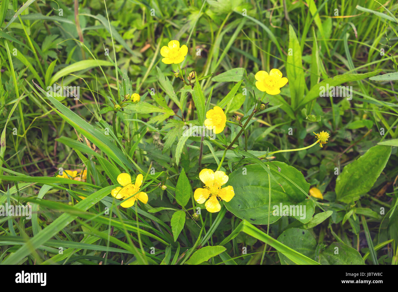 Flowering buttercup flowers Stock Photo Alamy