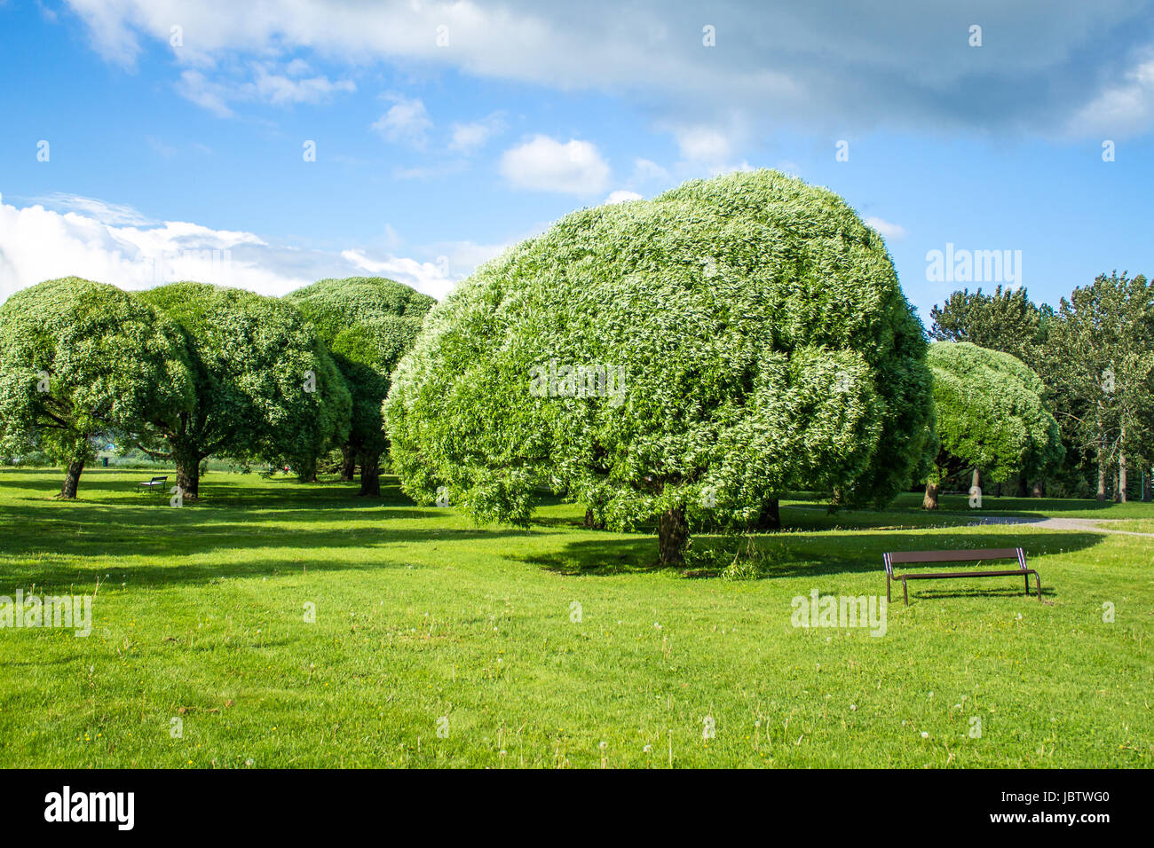 Park view with green grass and beautiful trees Stock Photo - Alamy