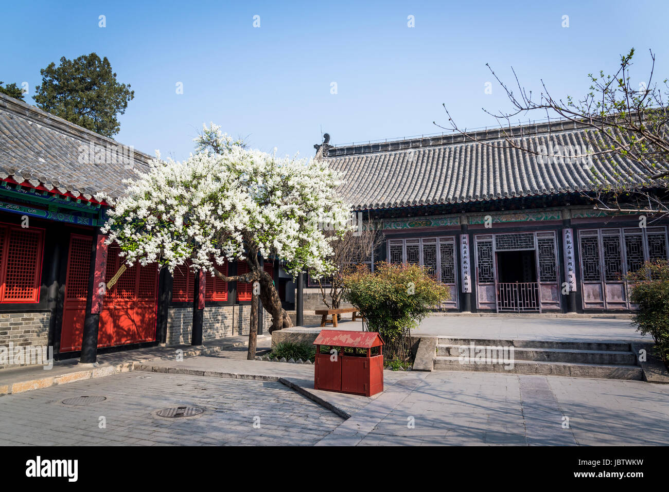 Early blooming lilac or broadleaf lilac tree, Syringa oblata Hara, Kong Family Mansion (Kong Fu), Qufu, hometown of Confucius, Shandong province, Chin Stock Photo