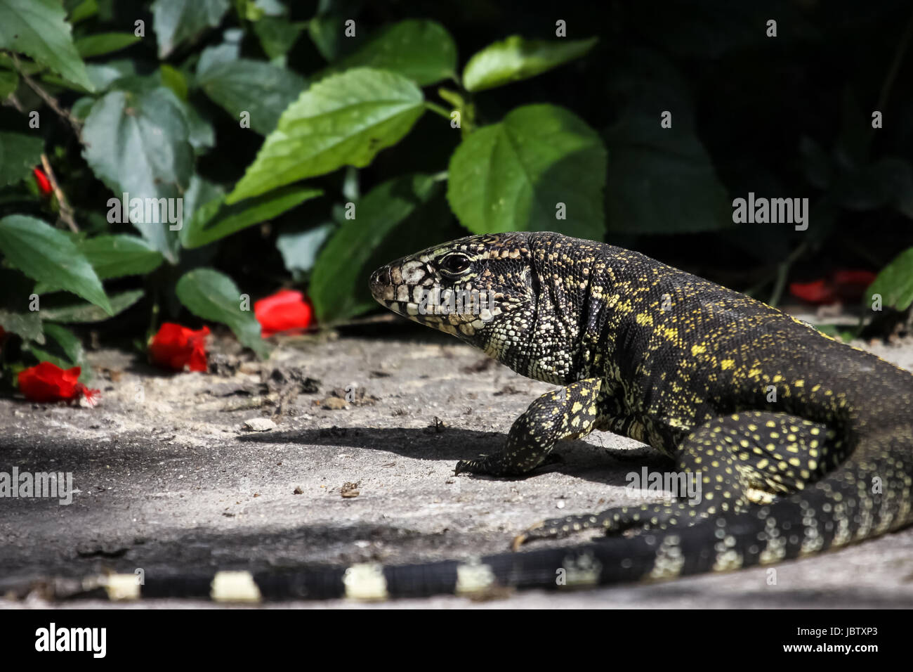 Close up of a Black and white tegu, Atlantic Rainforest, Brazil Stock Photo