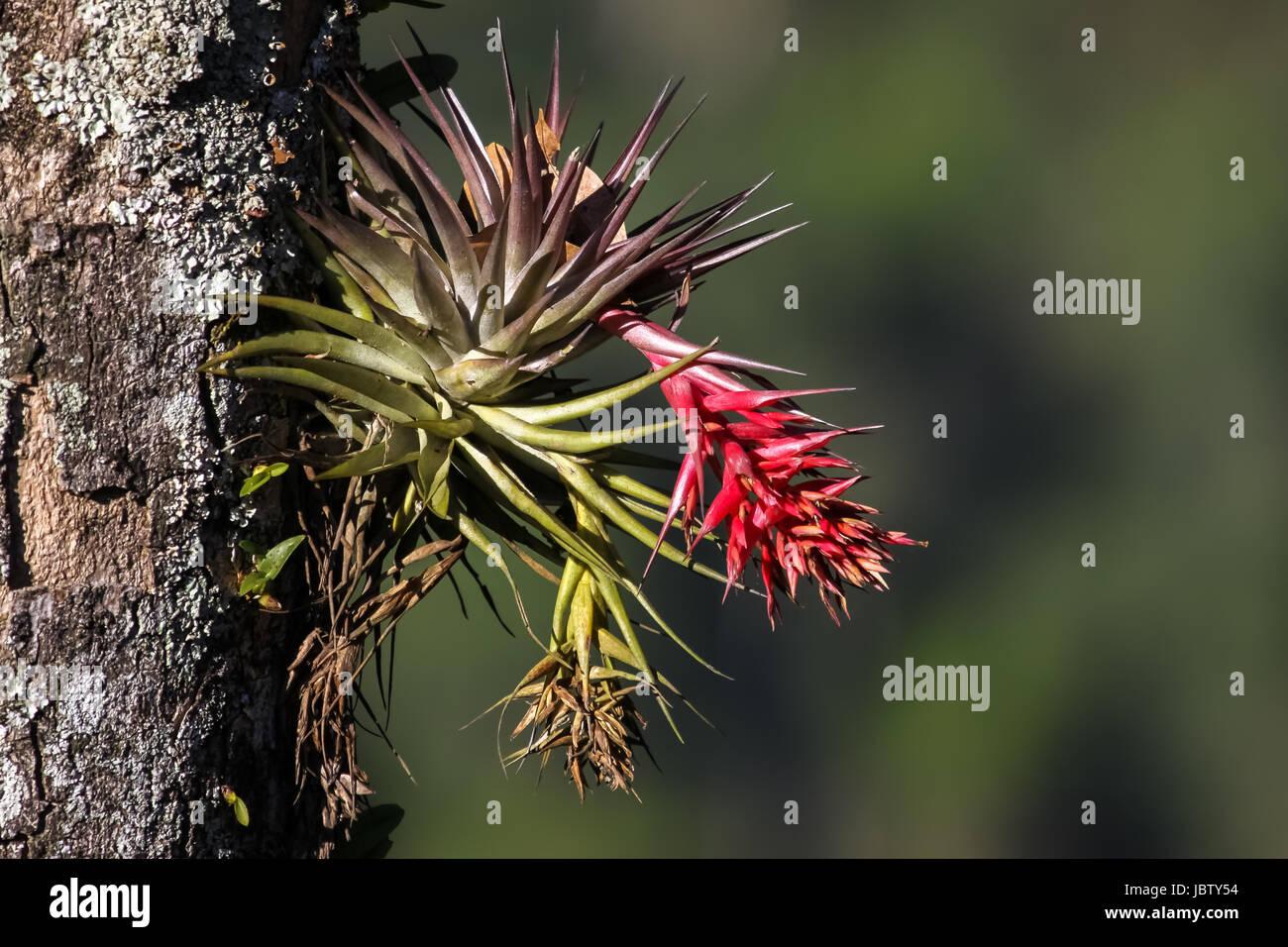 Tropical epiphyte with blossom, Itatiaia, Atlantic Forest, Brazil Stock Photo