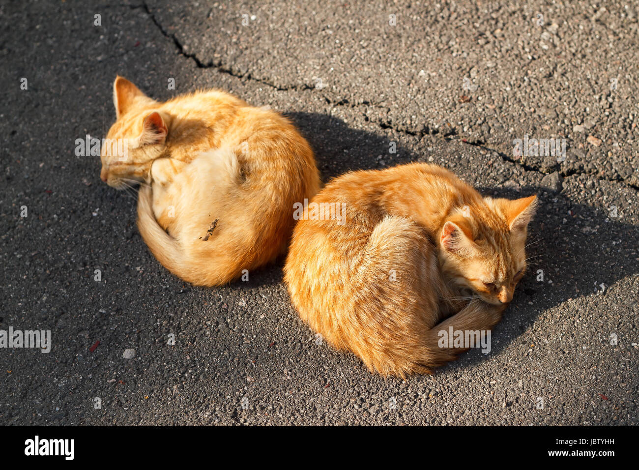 Two ginger kittens sleeping next to each other in the street Stock Photo