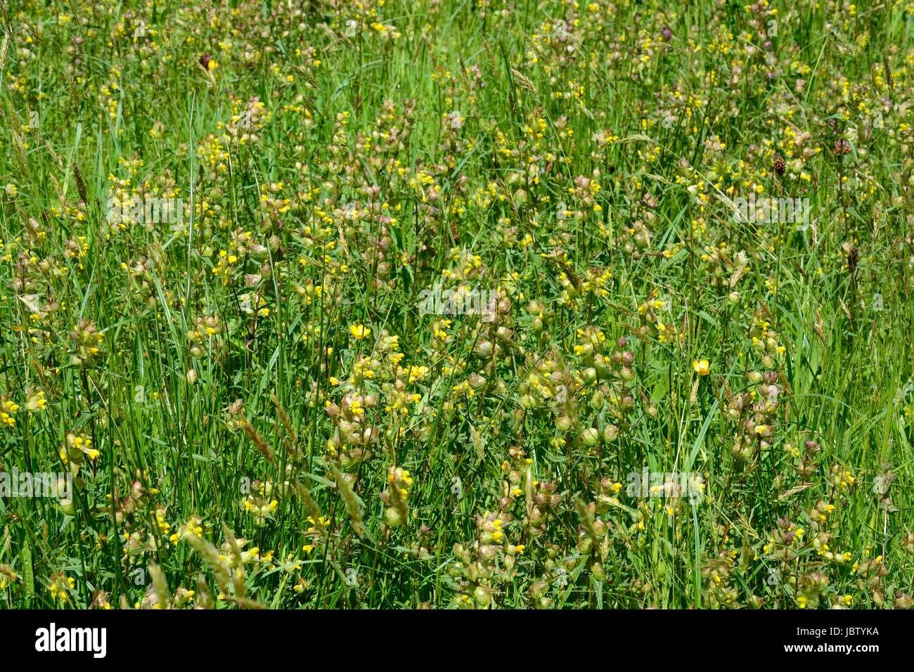 Yellow rattle Rhinanthus minor hay rattle growing in a