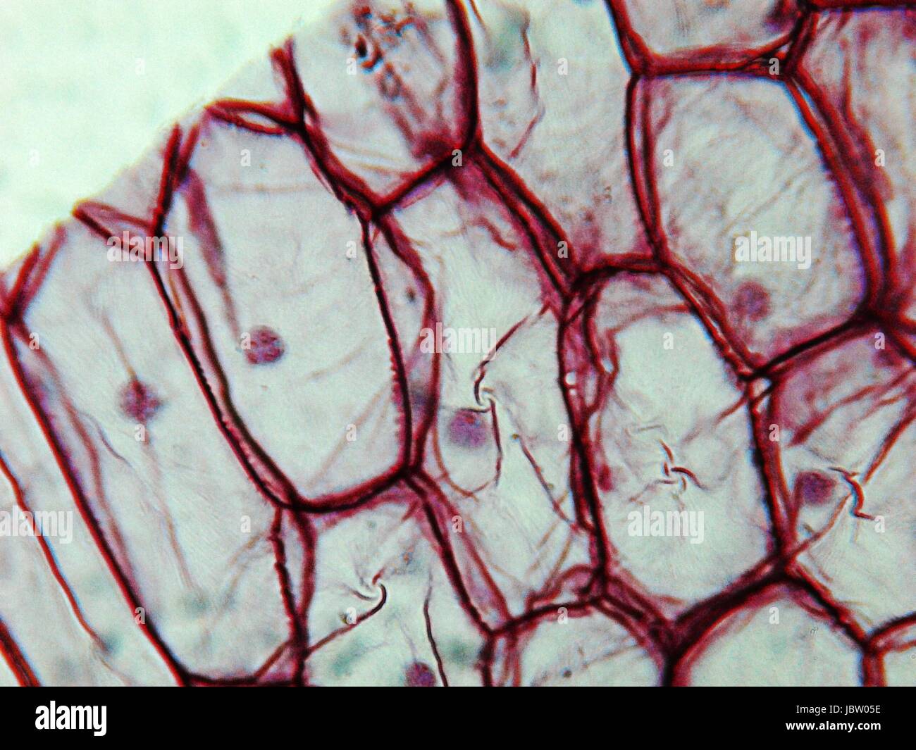 Light photomicrograph of an Onion epidermus cells seen through a