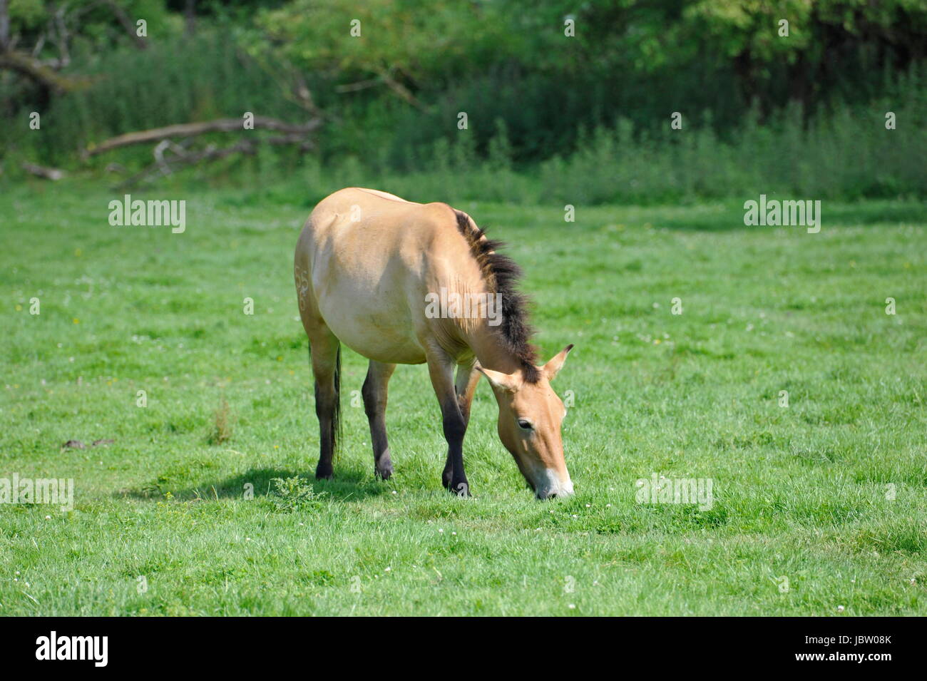 The Przewalski's horse Stock Photo