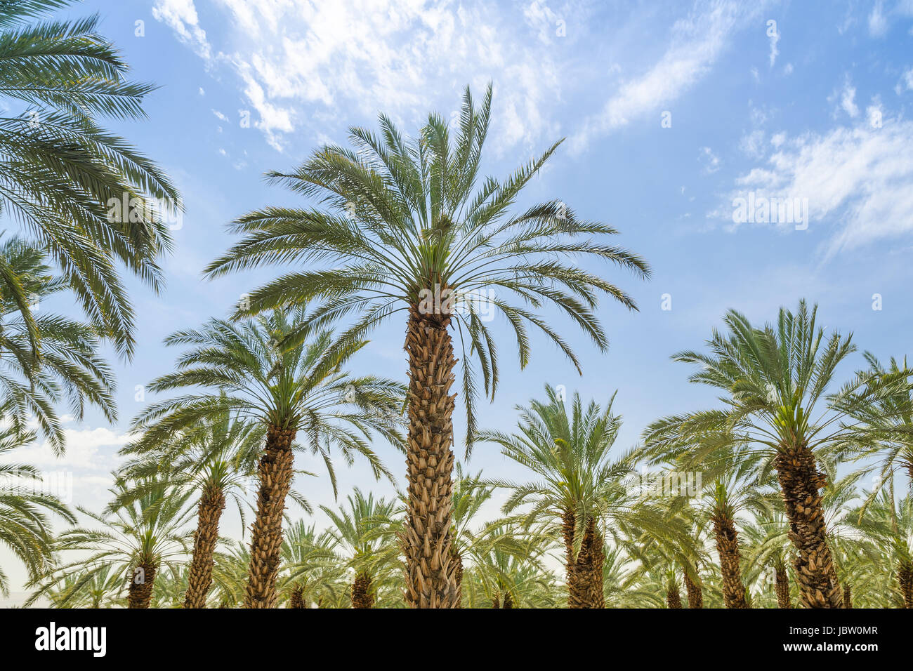 High figs date palm trees in Middle East orchard oasis middle of desert