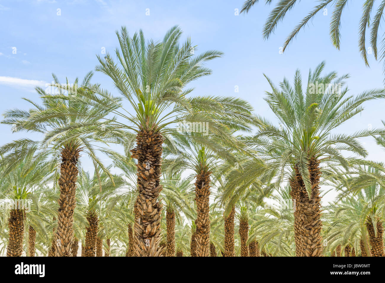 Lush foliage of figs date palm trees on cultivated oasis in Jordan