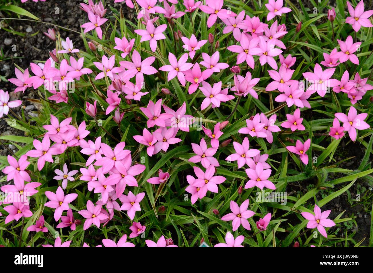 Phodohypoxis cultivars  small pink flowers Stock Photo