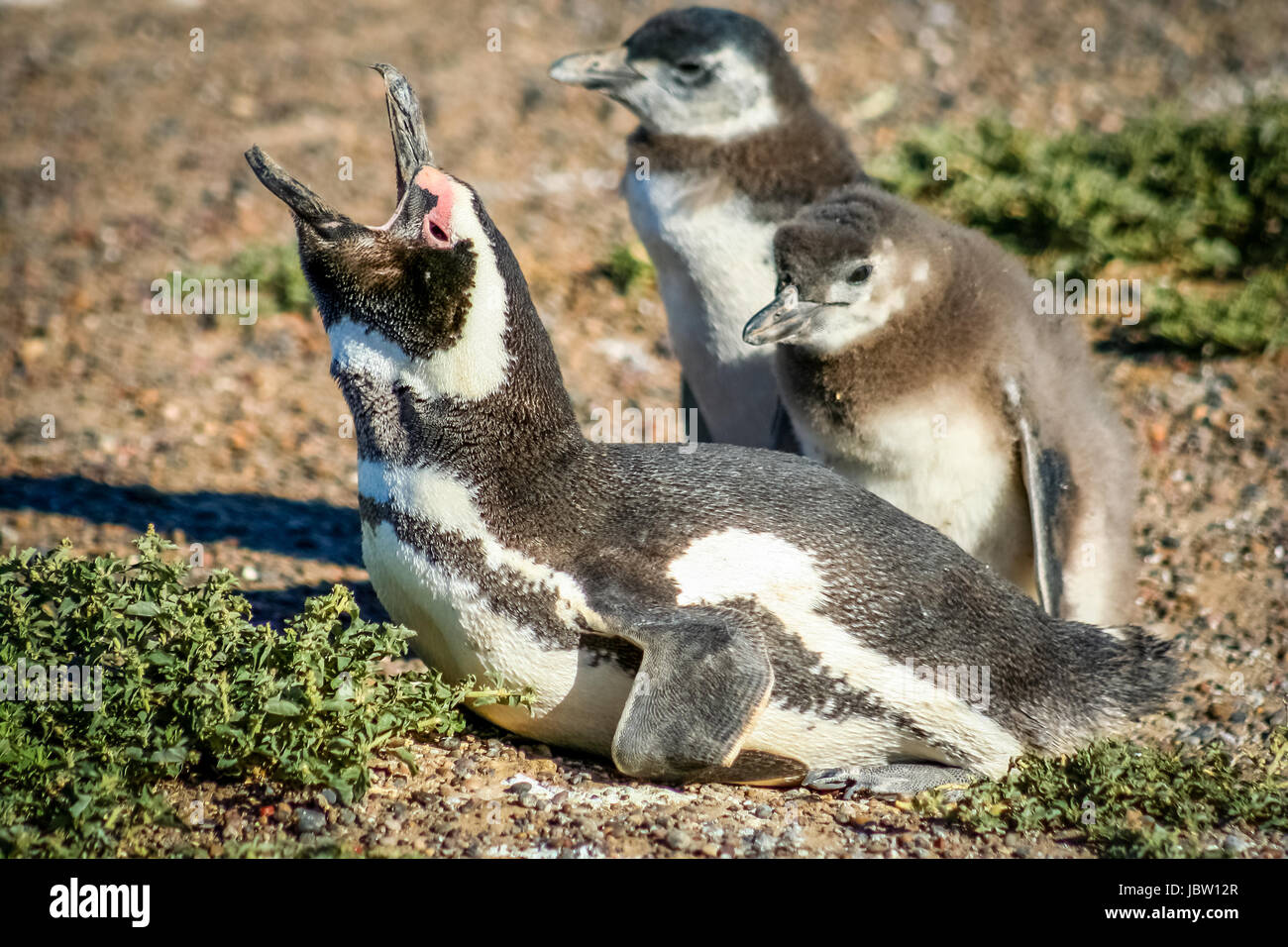 Magellanic penguins at Punta Tombo in Patagonia, Argentina Stock Photo