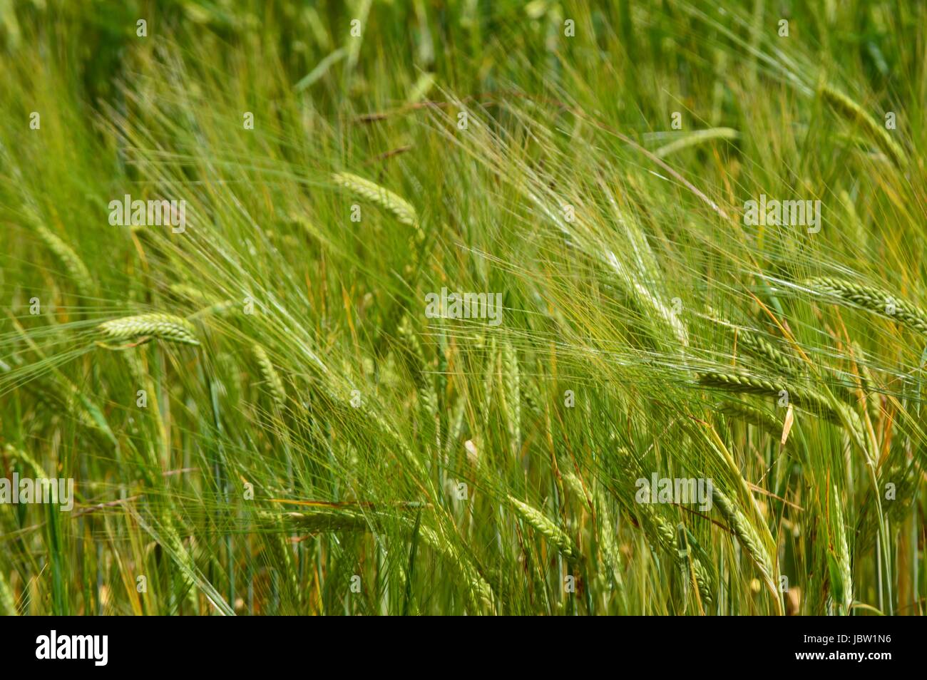 barley field beard Stock Photo