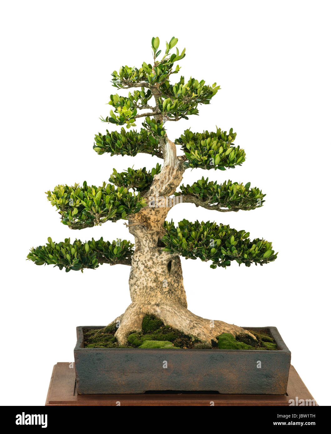 Buchsbaum (Buxus sempervivum) als Bonsai Baum Stock Photo