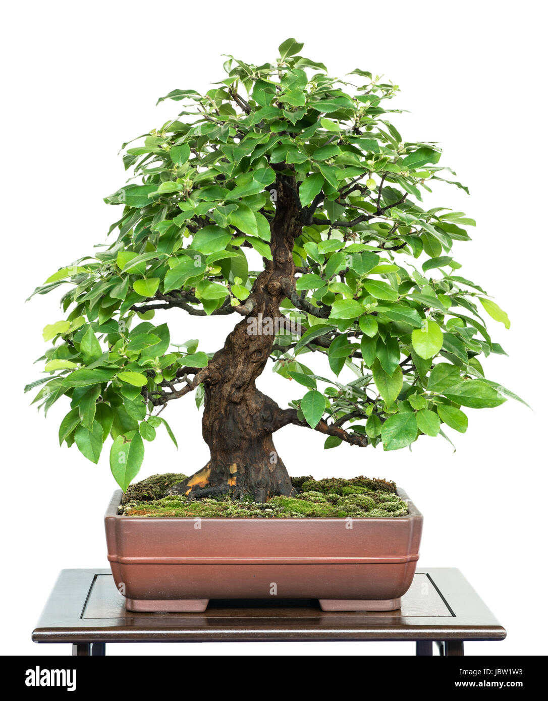 Chinesische Quitte als Bonsai Baum in einer Bonsaischale Stock Photo