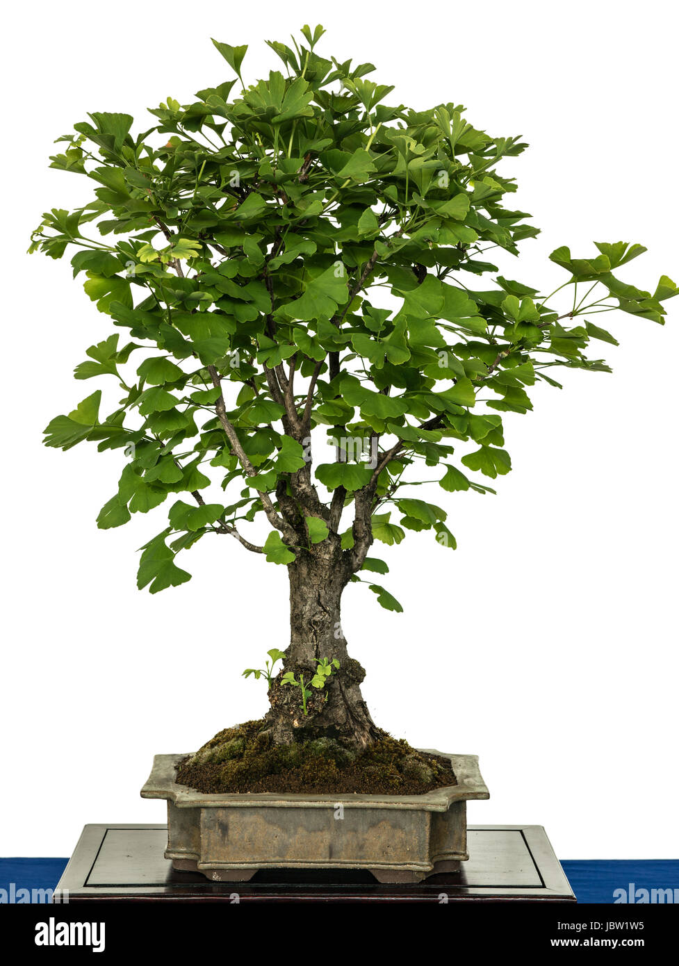 Ginkgo (Ginkgo biloba) als Bonsai Baum Stock Photo Alamy
