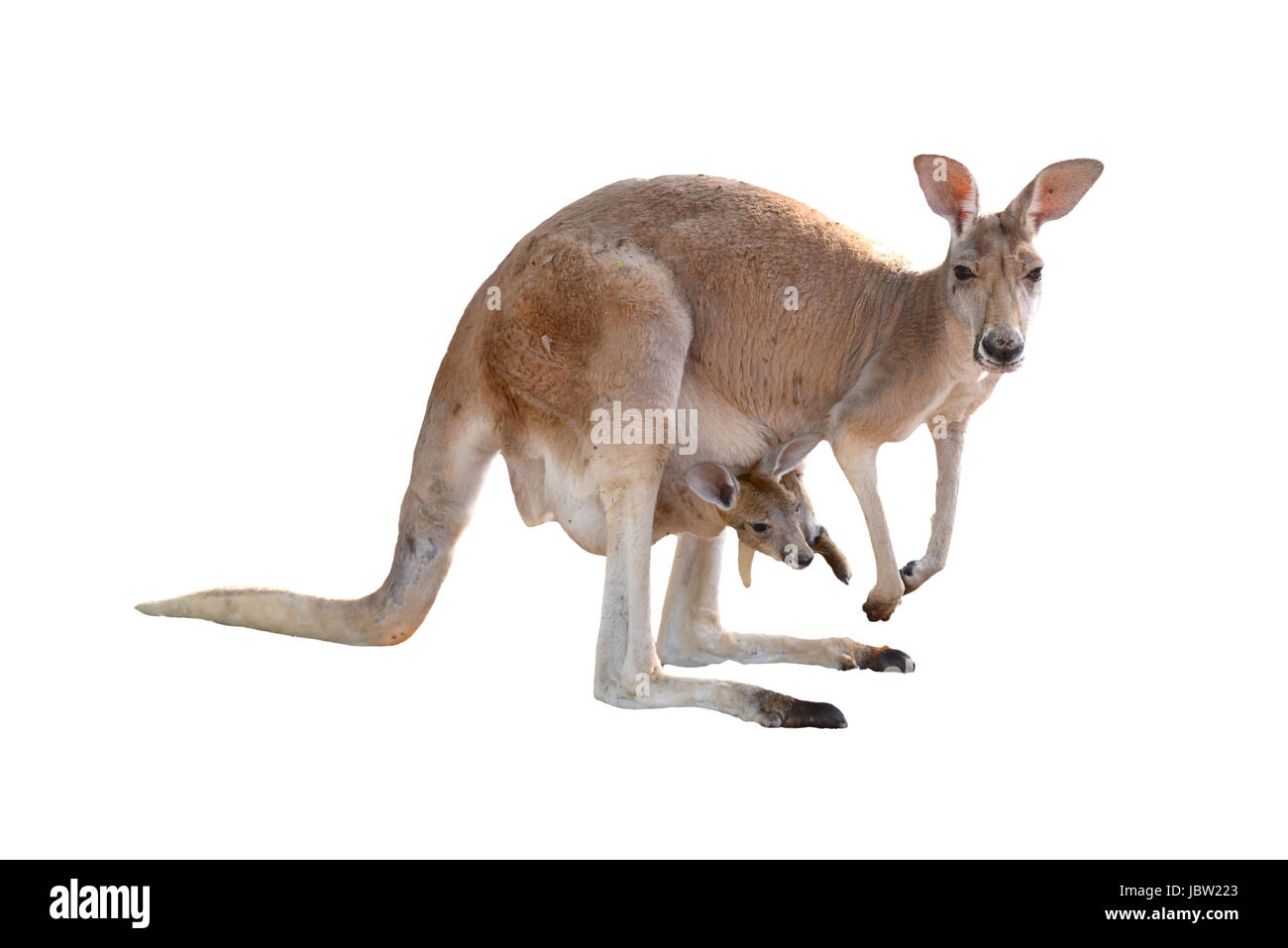 kangaroo with joey in pouch Stock Photo Alamy