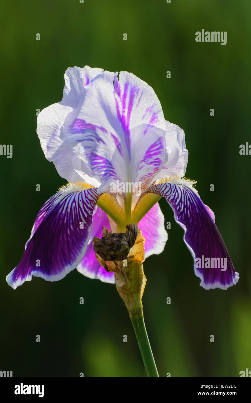 Iris Flower Over The Dark Green Background Stock Photo - Alamy