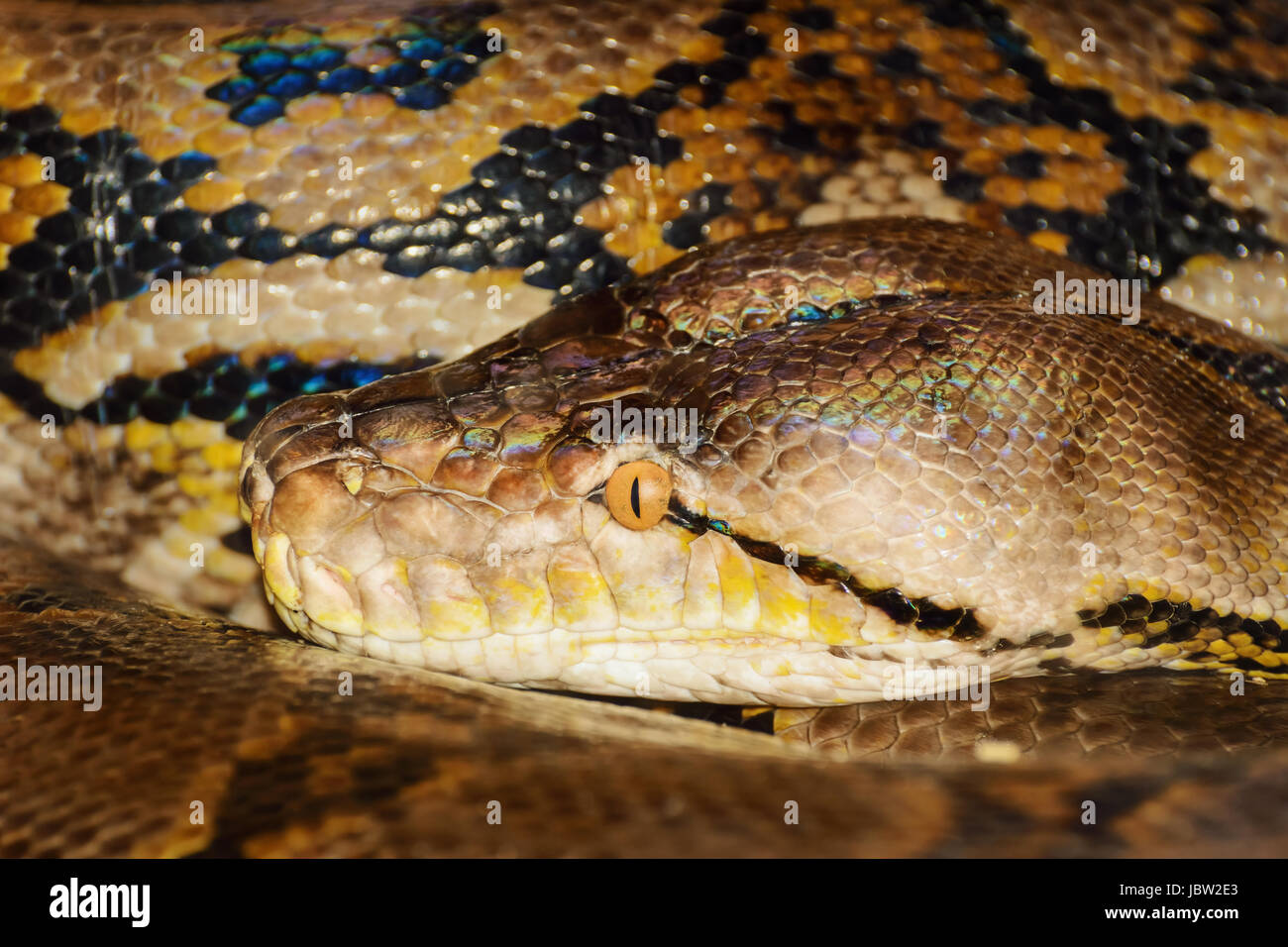 Portrait Of Python Stock Photo - Alamy