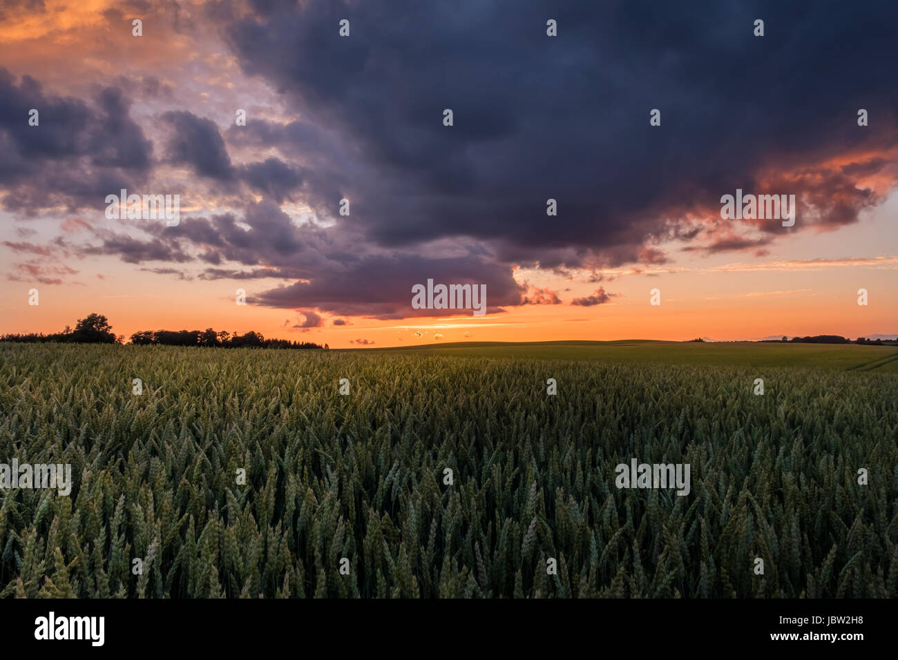 Scenic landscape with sunset and field at summer evening Stock Photo ...