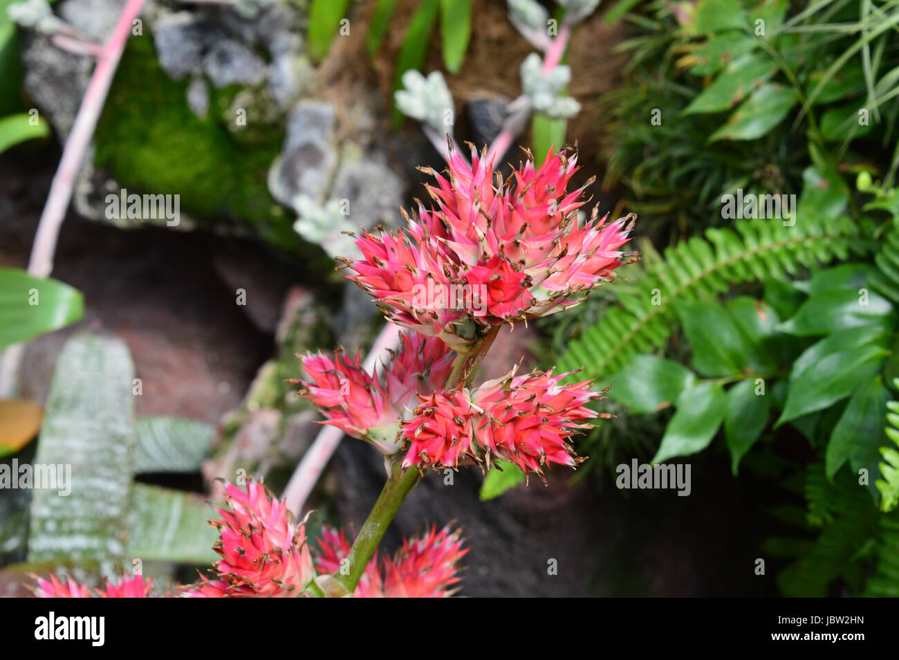 Bromeliad in the garden Stock Photo