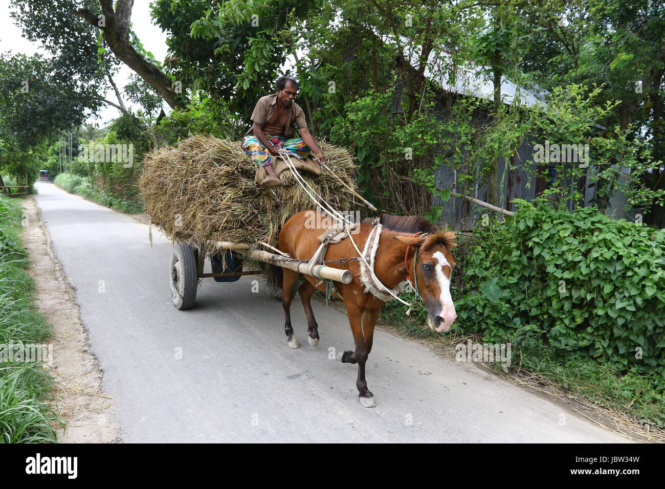 Paddy transporting with horse carriages in Dhaka Stock Photo - Alamy