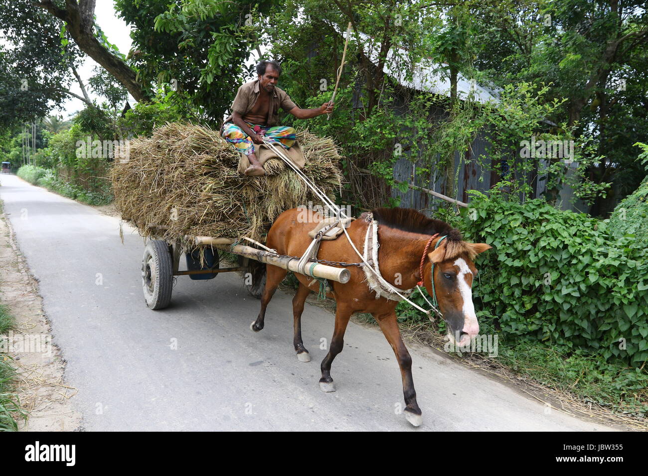 Paddy transporting with horse carriages in Dhaka Stock Photo - Alamy