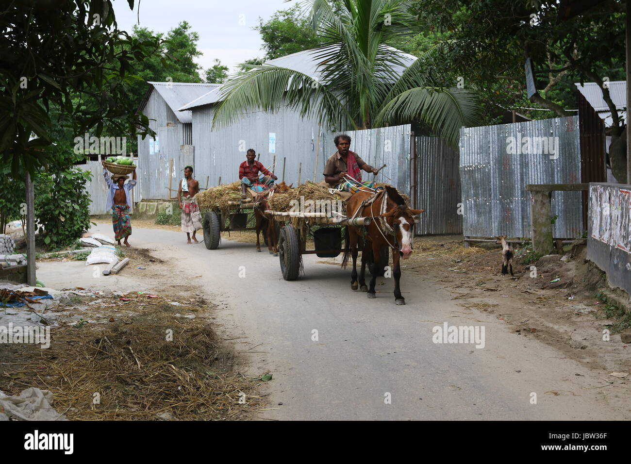 Paddy transporting with horse carriages in Dhaka Stock Photo - Alamy