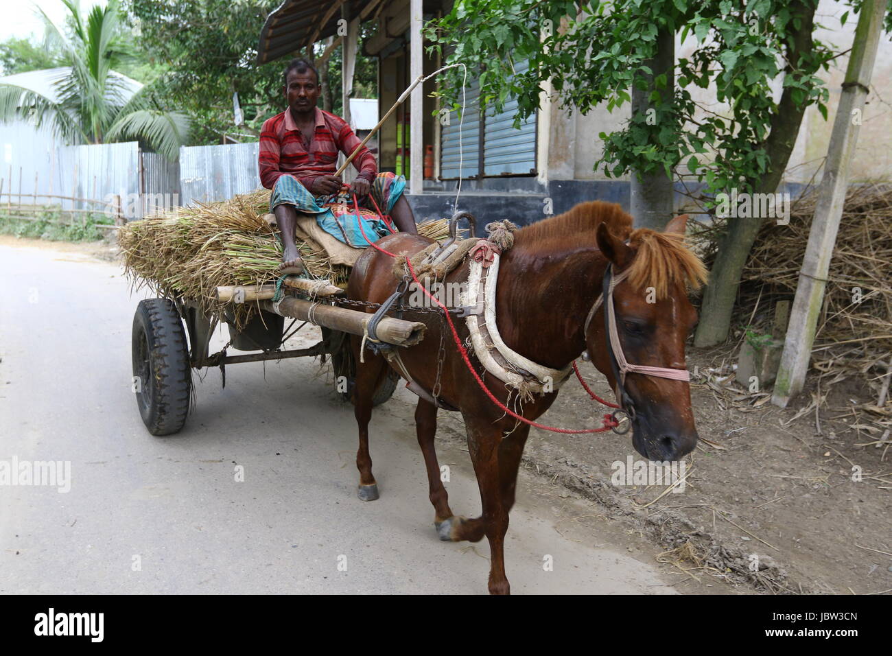 Paddy transporting with horse carriages in Dhaka Stock Photo - Alamy