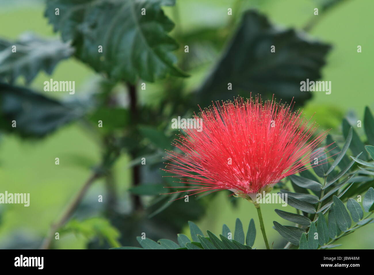 Puderquastenbaum hires stock photography and images Alamy
