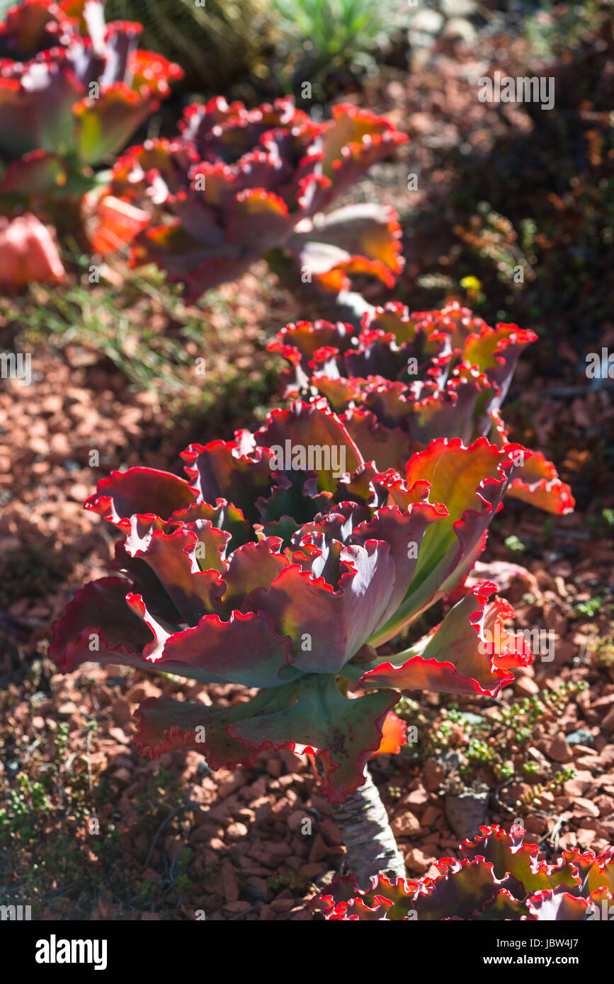 Guilfoyle’s Volcano in the Royal Botanic Gardens in Melbourne. Stock Photo