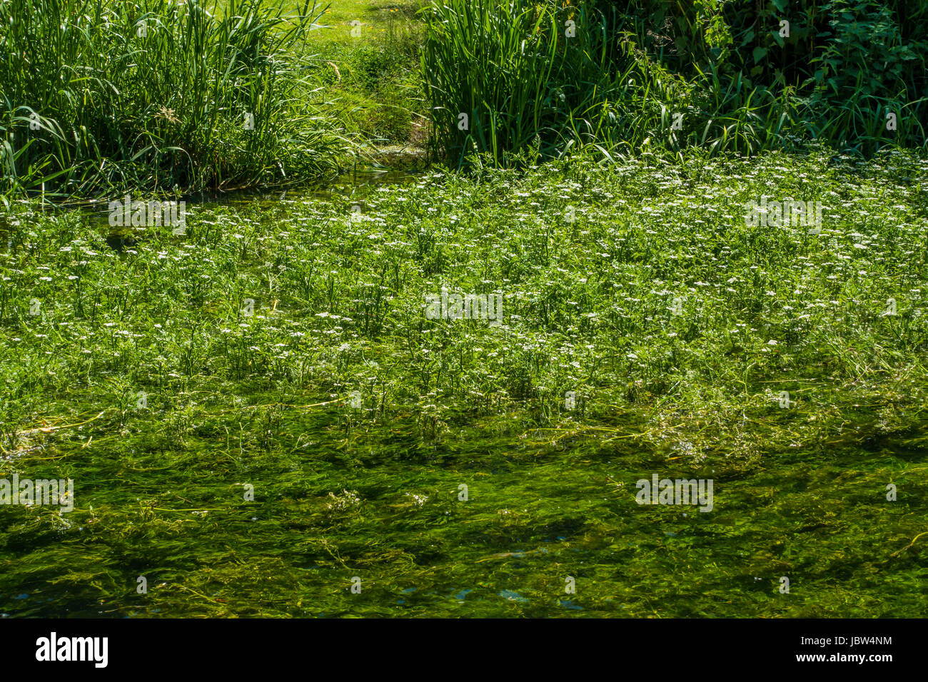 Invasive weed clogging,Weed infested River,Great Stour,River,Canterbury,Kent,England Stock Photo