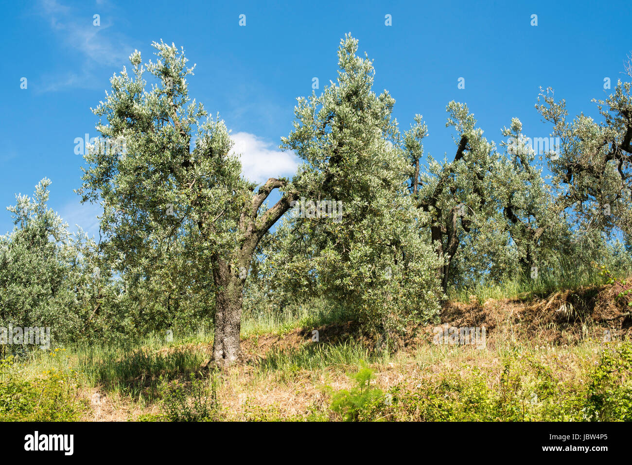 Olive trees in Italy. Olive plantation Stock Photo Alamy