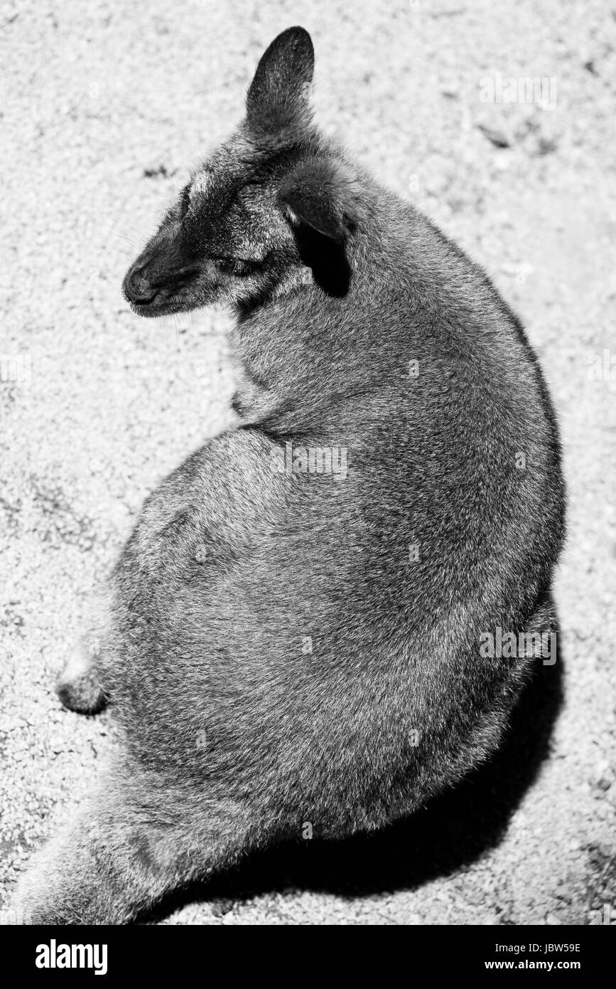 Kangaroo Black and White Stock Photos & Images Alamy