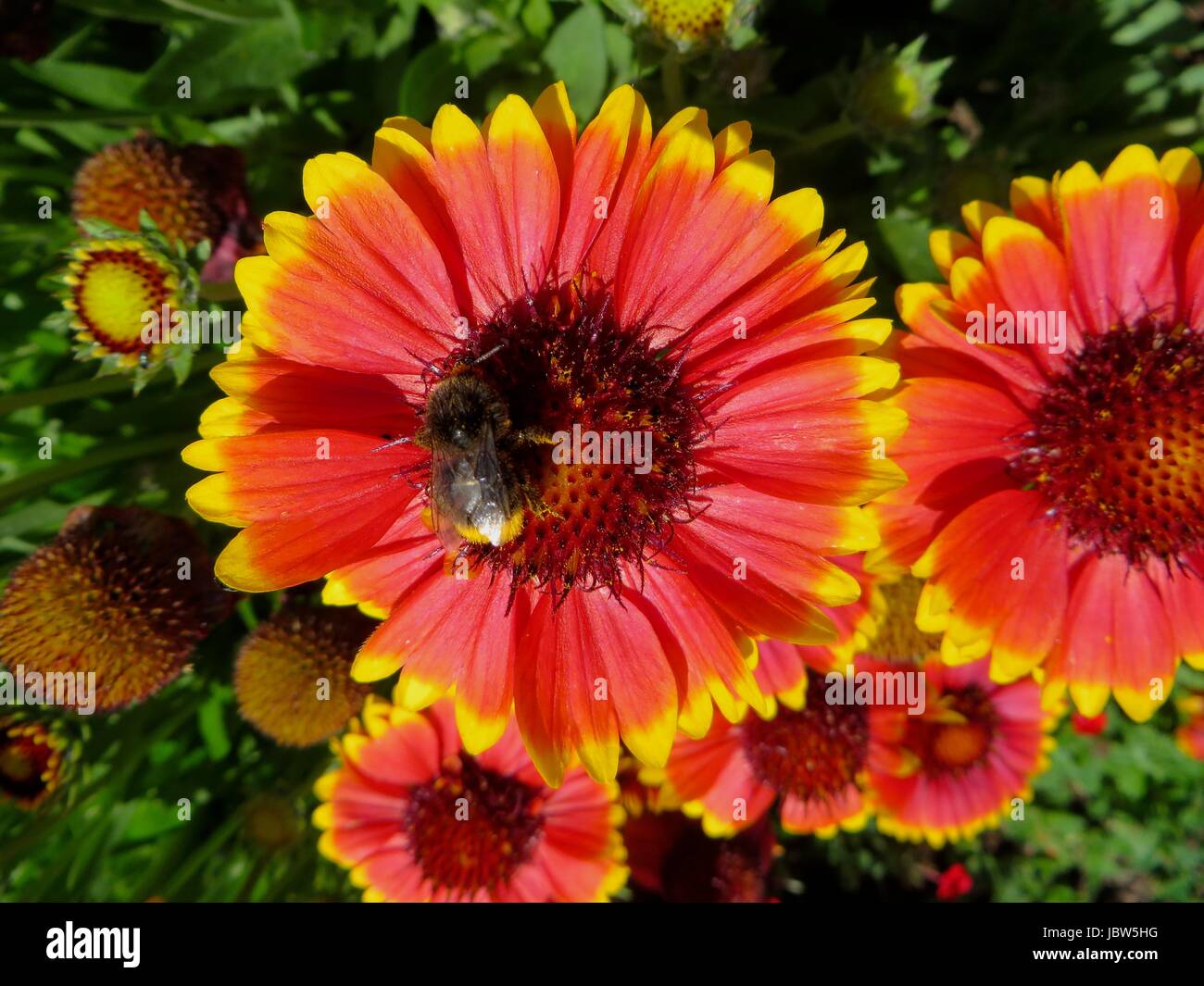 flower with bee Stock Photo