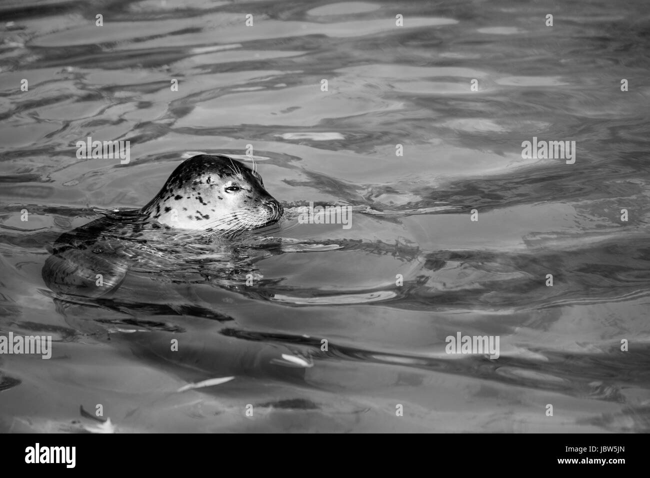 seal - black and white animals portraits Stock Photo - Alamy