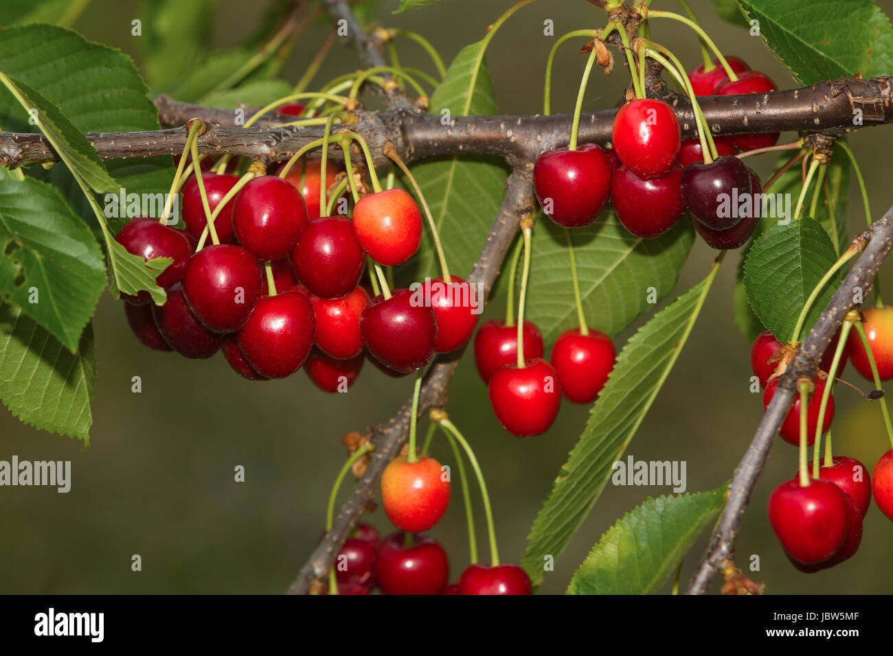 Reife Kirschen Am Ast Mit Grunem Hintergrund Stock Photo