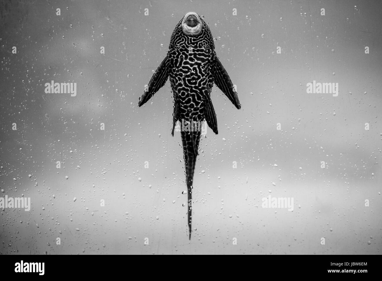 ancistrus fish - black and white animals portraits Stock Photo