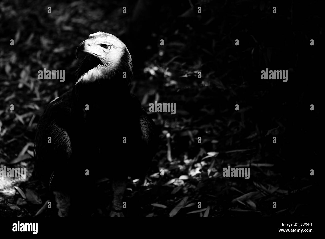 Eagle Black And White Animals Portraits Stock Photo 144998141