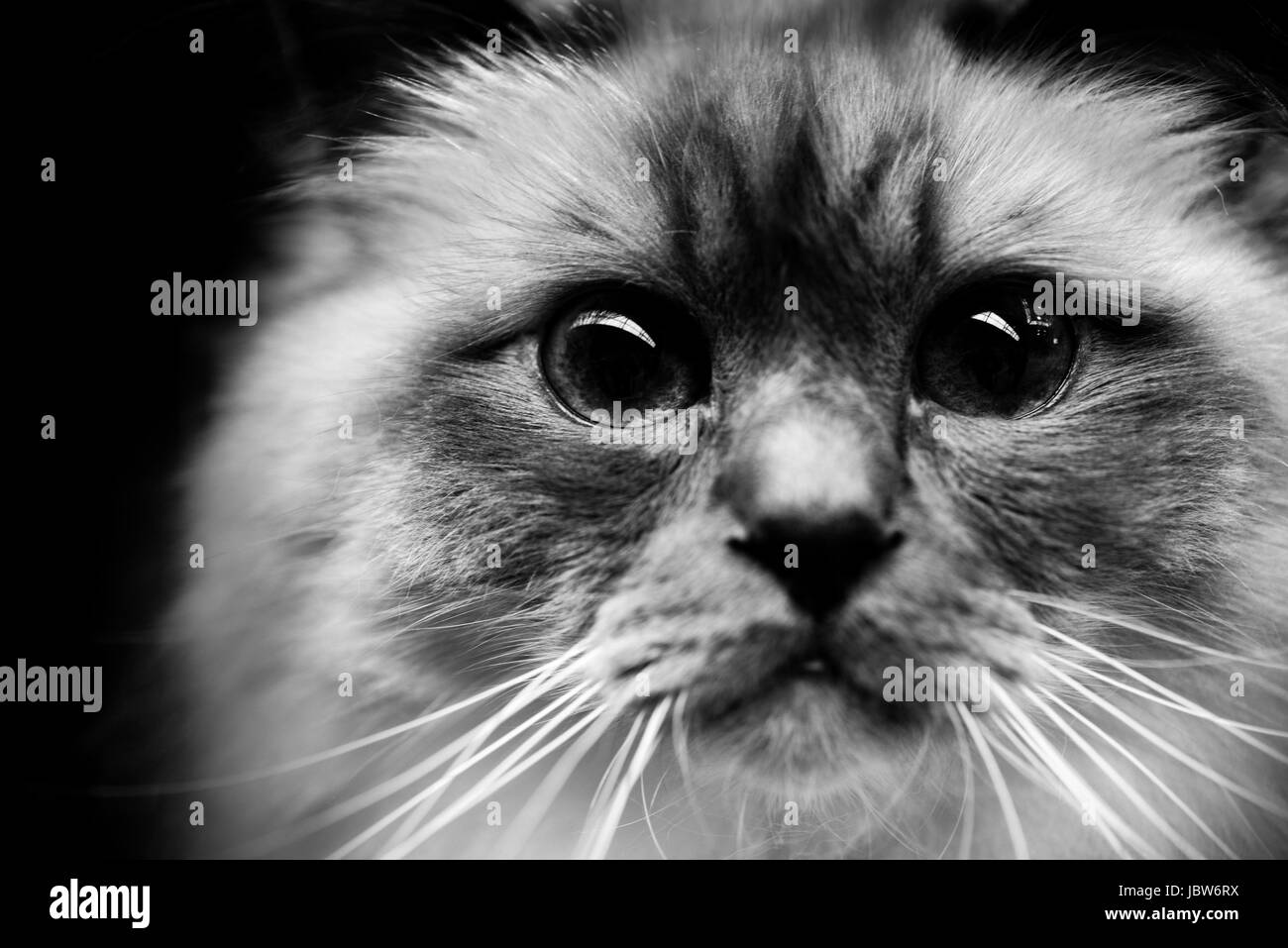 cute burmese cat - black and white animals portraits Stock Photo