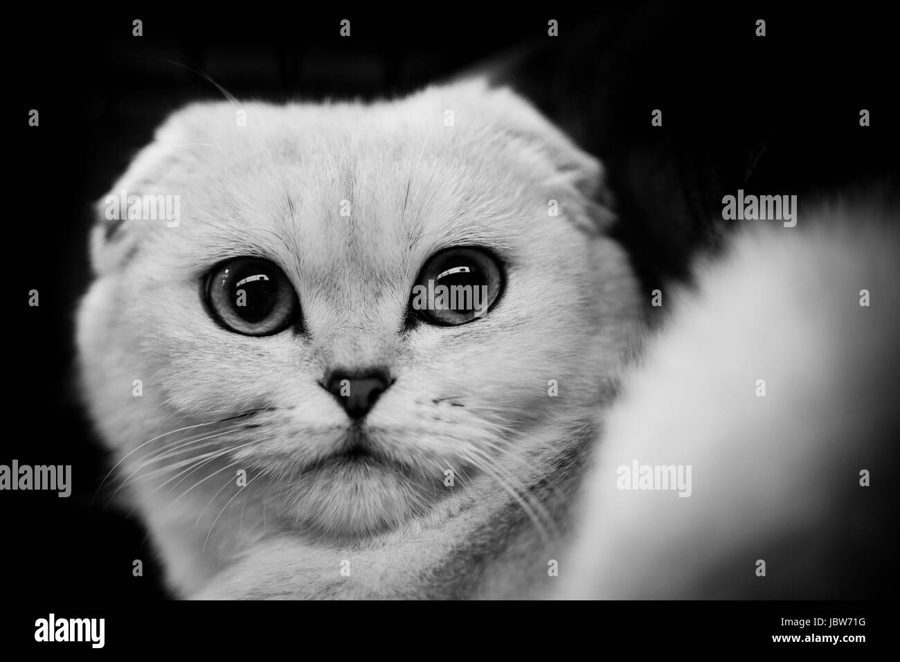 cute scottish cat - black and white animals portraits Stock Photo