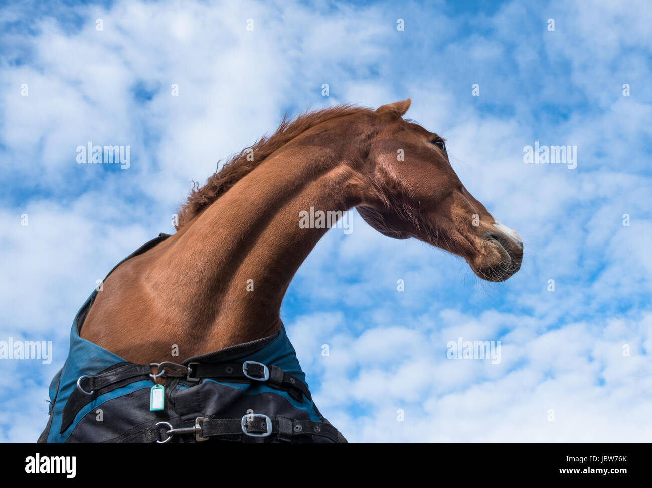 Brown horse portrait outside against blue sky Stock Photo