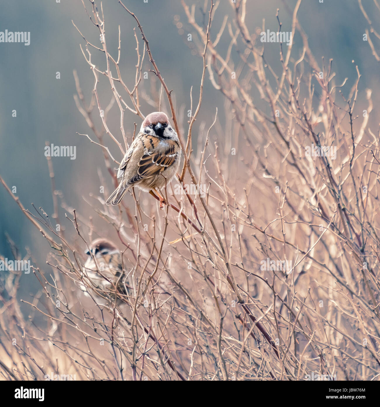 Little cute sparrow sitting on the branch Stock Photo