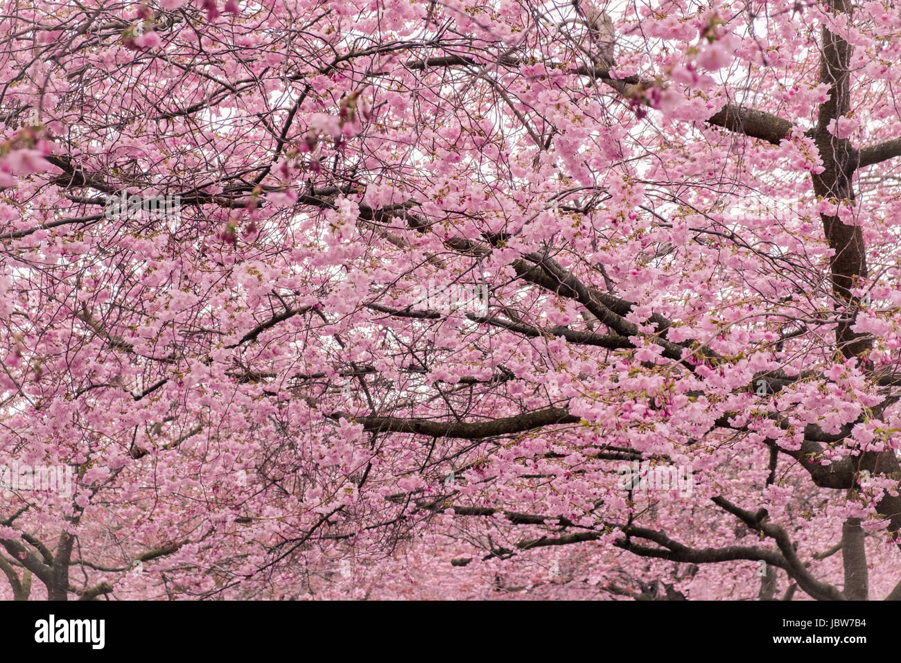 Many cherry blossom flower against white background Stock Photo