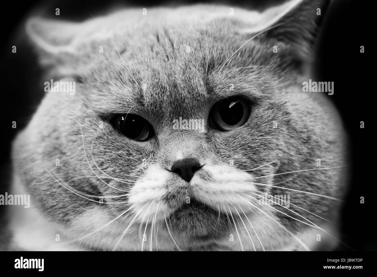 cute cat - black and white animals portraits Stock Photo - Alamy