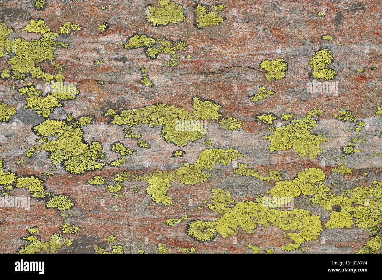 Flechten, Felsen, flechte, fels, stein, natur, botanik, umwelt, gebirge, berge, lichen, bioindikator, lichenes, bunt, Stock Photo