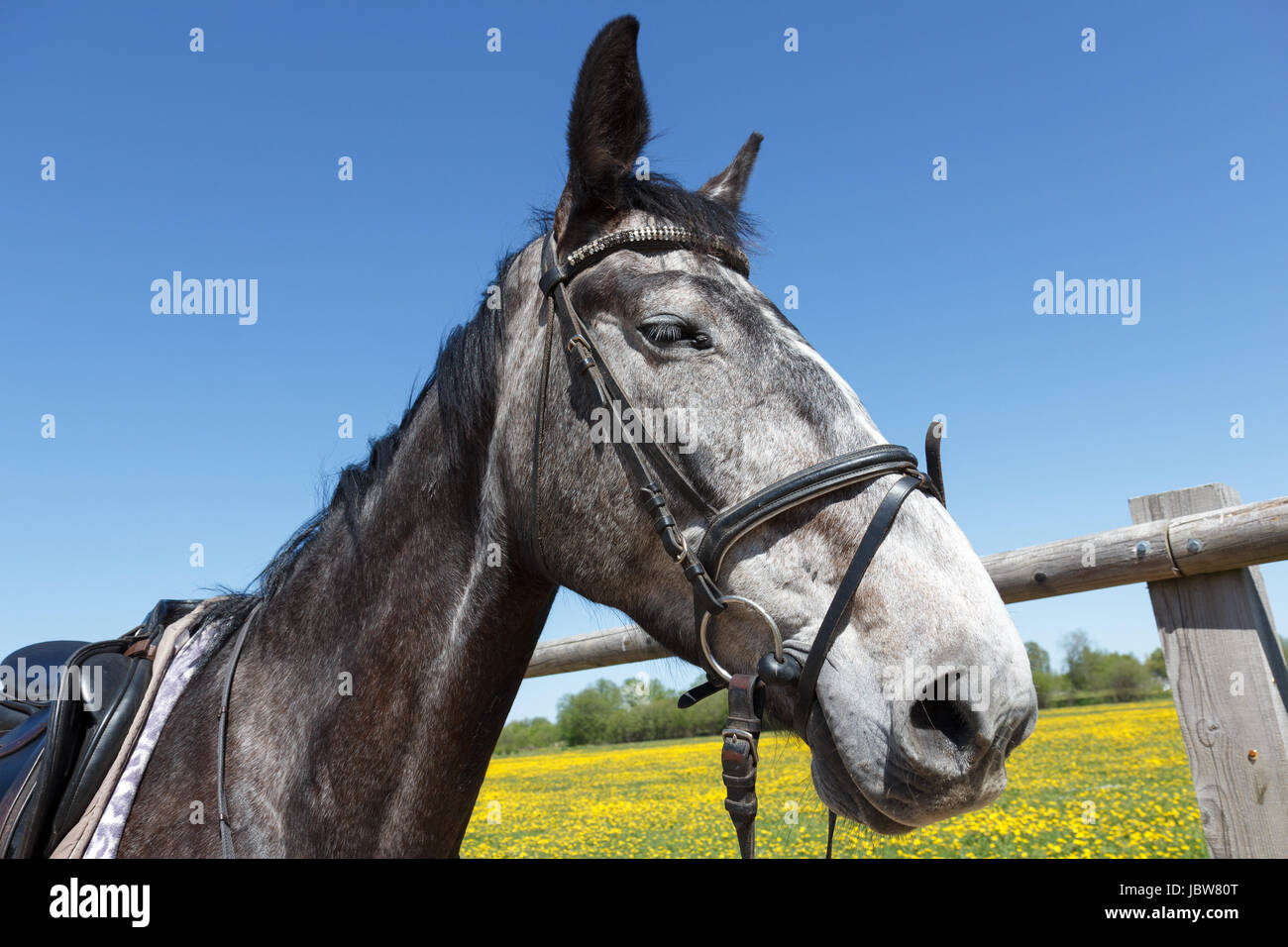 A gray tamed horse with dark eyes Stock Photo Alamy