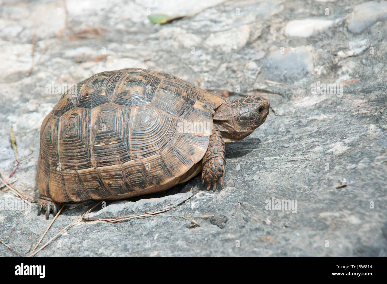 Landschildkröte in der türkischen Ägäis Stock Photo