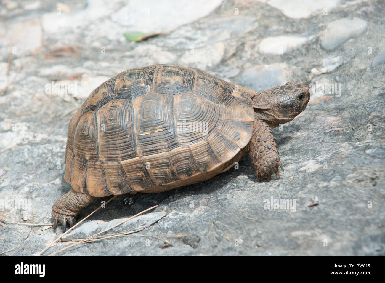 Landschildkröte in der türkischen Ägäis Stock Photo