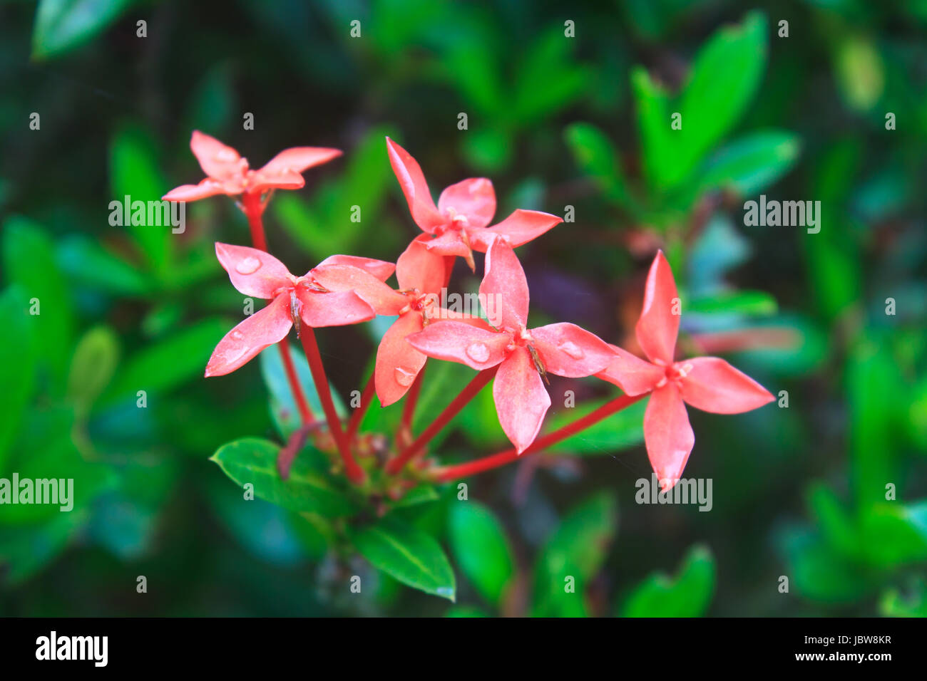 Red Ixora (Coccinea) the Beautiful Flower on background Stock Photo