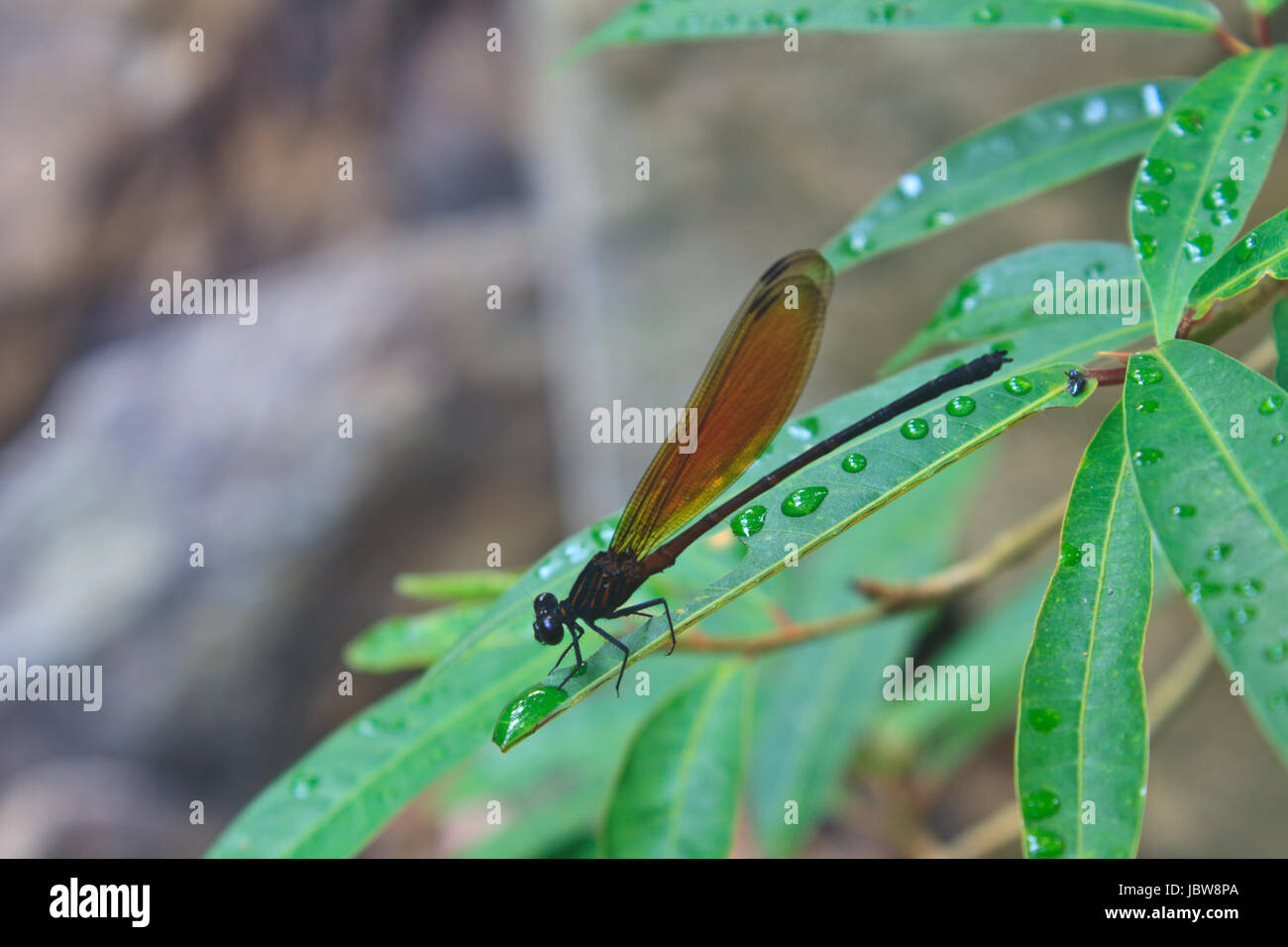Dragonfly sitting on a branch of green grass Stock Photo - Alamy