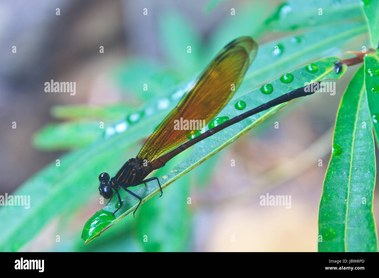 Dragonfly sitting on a branch of green grass Stock Photo - Alamy